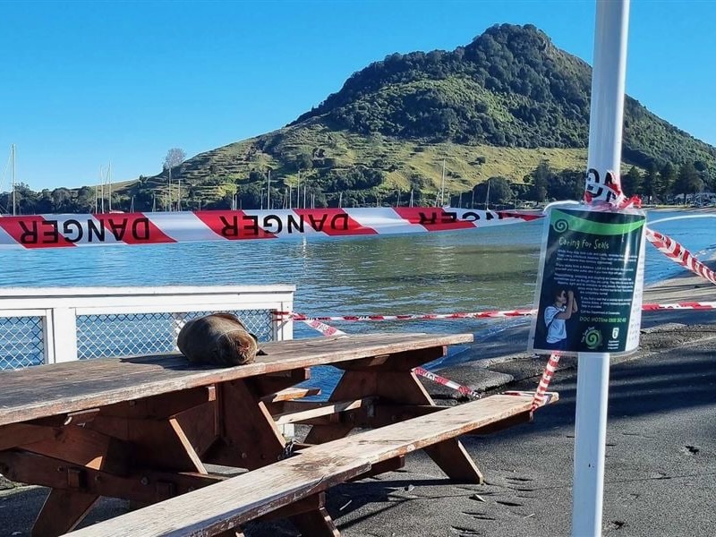 DOC calls on public to give visiting seals space