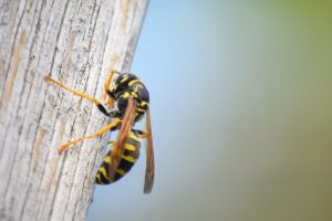 IVL funds $16m in predator control in national parks, wasp wipeout nationwide