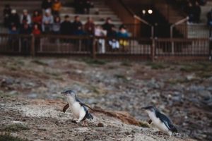 Wildlife attractions tighten biosecurity as bird flu threat grows