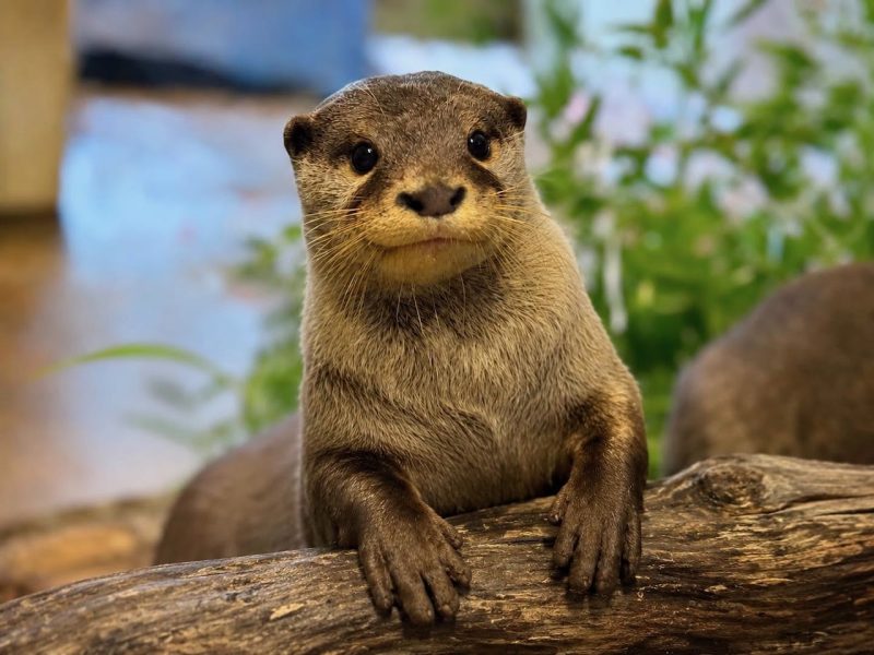 Orana Park euthanises otter