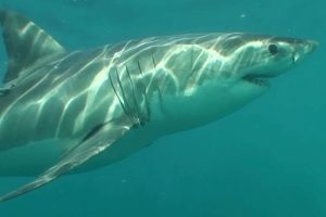 Govt approves revised national shark management plan