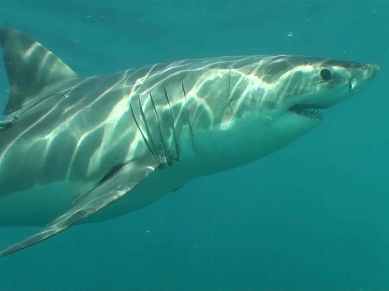 Govt approves revised national shark management plan