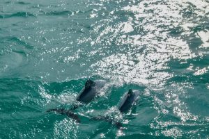 DOC freezes new Banks Peninsula marine mammal permits for a decade