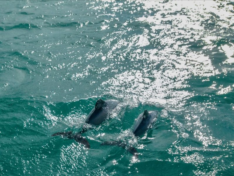 DOC freezes new Banks Peninsula marine mammal permits for a decade