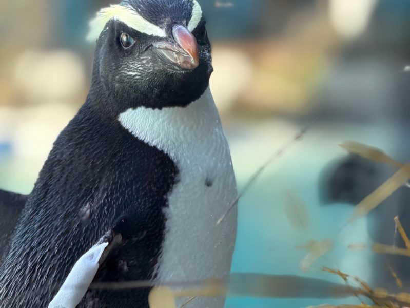 Penguin experience investment lifts visitors, income at West Coast Wildlife Centre