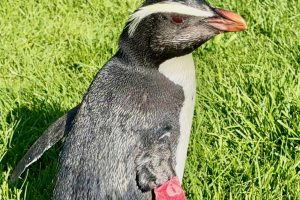 Shark-survivor penguin gets West Coast Wildlife Centre home